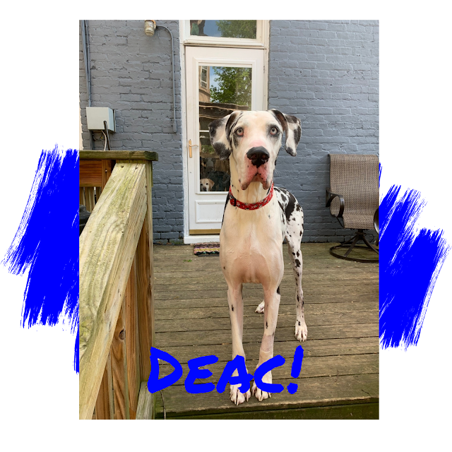 Great Dane Dog Adoption