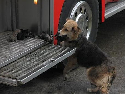 perra salva a sus hijos del incendio