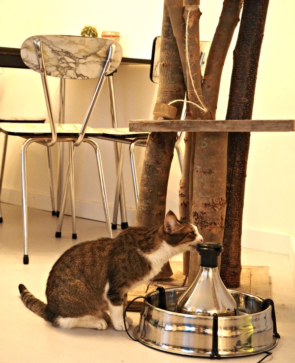 Cats from Amsterdam Netherlands Traveling Cats Cats from Amsterdam Netherlands Traveling Cats