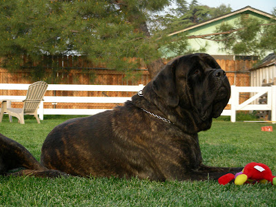 Mastiff Puppy