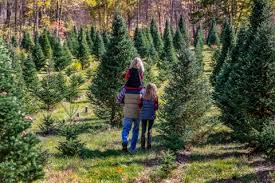 Opening a Tree Farm: Startup Costs