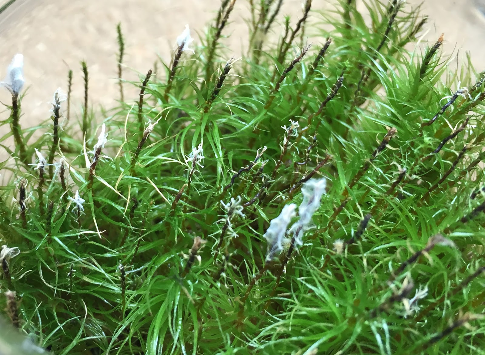 道草 Michikusa Blog 小さな苔の森 苔テラリウムの育て方 カビ 仮根