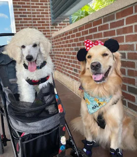 Una perra de servicio Golden Retriever es fan de los personajes de Disney