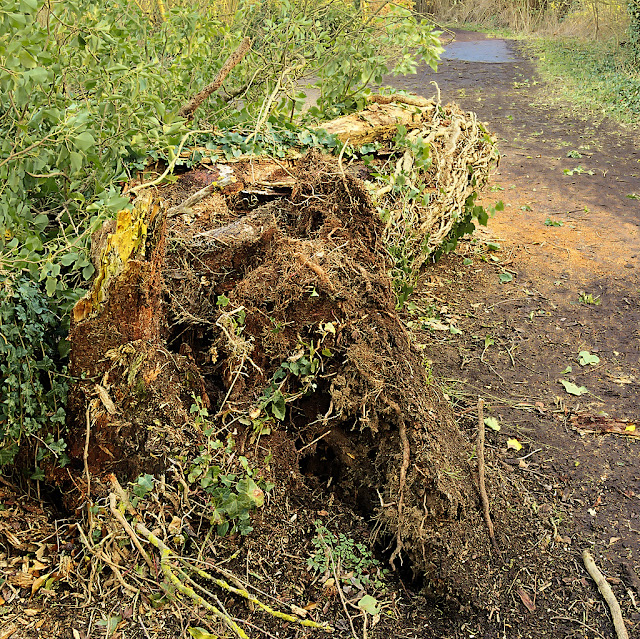 Fallen tree seen from root end with trunk sawn off at the path