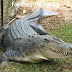 10 Fakta Unik Tentang Buaya
