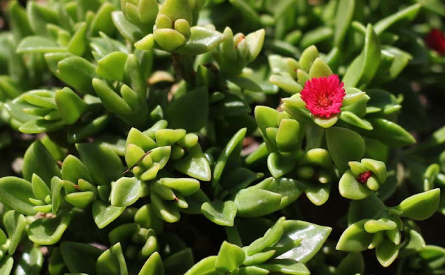 Aptenia Cordifolia Flowers Pictures