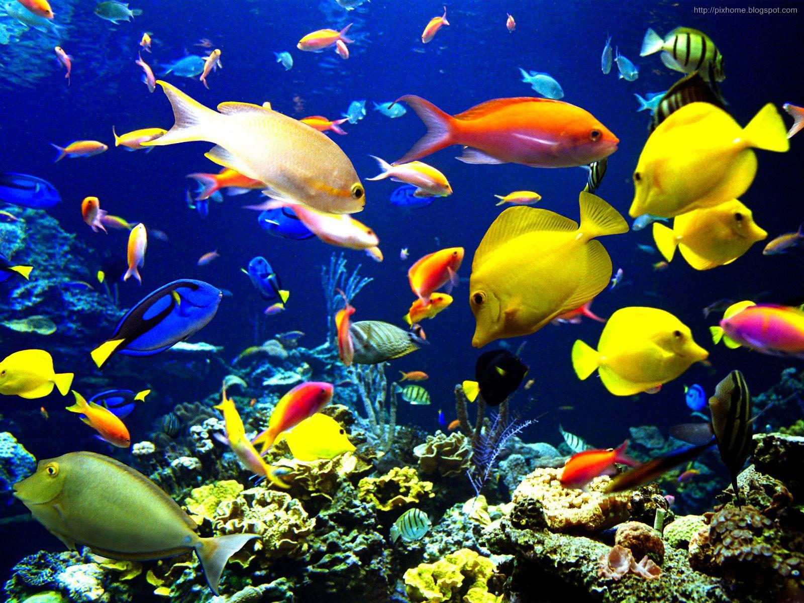 Underwater sea animal creatures, plants, pictures HQ 