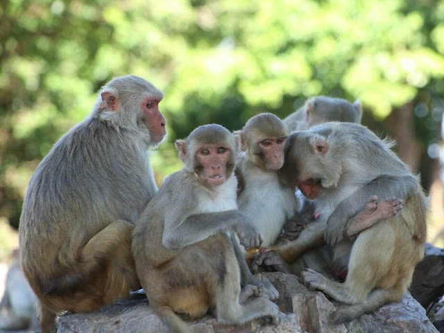 Đảo Cayo Santiago (Puerto Rico) là nơi trú ngụ của gần 1.000 con khỉ rhesus. Chúng là hậu duệ của hơn 400 con khỉ được nhập từ Ấn Độ vào năm 1938 để phục vụ mục đích nghiên cứu khoa học. Hiện tại, hòn đảo là cơ sở nghiên cứu loài linh trưởng của một số tổ chức khoa học. Các chuyên gia thường chỉ làm việc tại đây vào ban ngày và sẽ trả lại không gian biệt lập dành cho loài khỉ khi màn đêm buông xuống. 