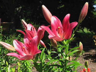 white tiger lilies. White Tiger Lily Tattoo.