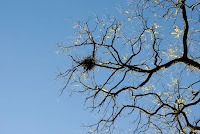 Birds Nest Tree