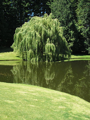 weeping willow,