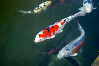 Koi