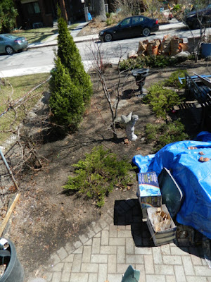 Runnymede Toronto Front Yard Spring Cleanup After by Paul Jung Gardening Services--a Toronto Organic Gardening Company