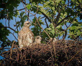 All three Tompkins Square red-tailed hawk chicks