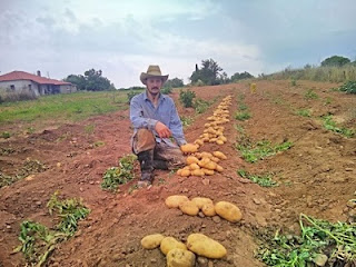 Ηλεία: Η έλλειψη νερού οδήγησε τον Δημήτρη Δούλα να παράγει άνυδρη και ξερική πατάτα