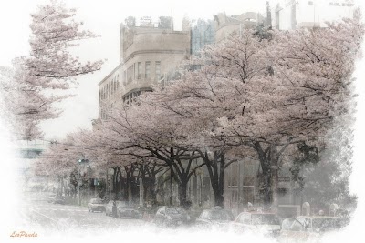 想い出の桜並木