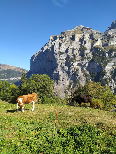 Grütschalp, Mürren, and Gimmelwald Trail The Wandering Juan