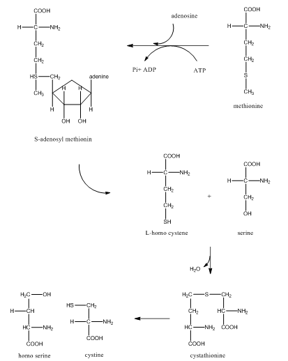 1- تخليق ال cysteine من ال methionine