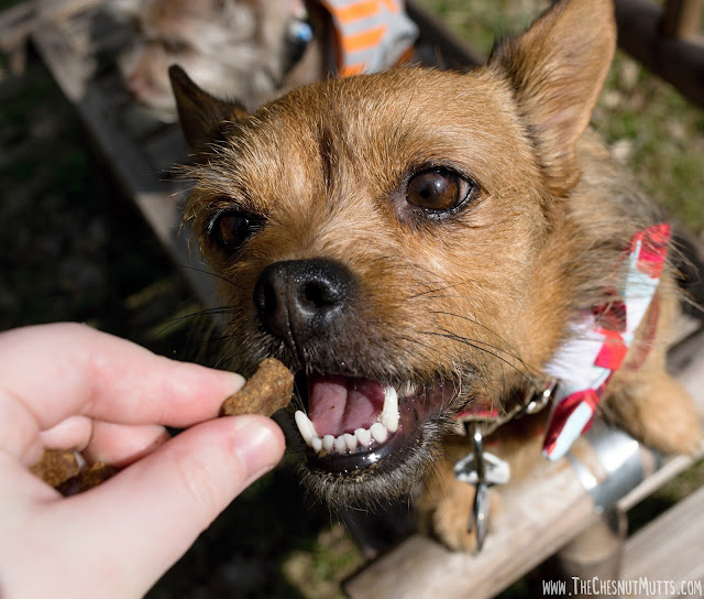 Jada trying VetriScience Composure Bite-Sized Chews