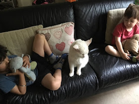 boys sitting on the sofa with cat sitting between them