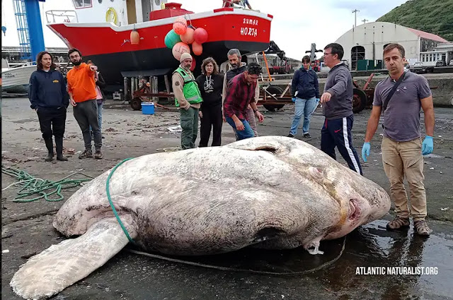 The world's largest sunfish  AtlanticNaturalist.org