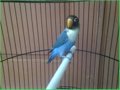 Jenis Burung Lovebird Biru Mangsi