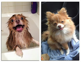 Cute dogs - part 9 (50 pics), little dog before and after a bath