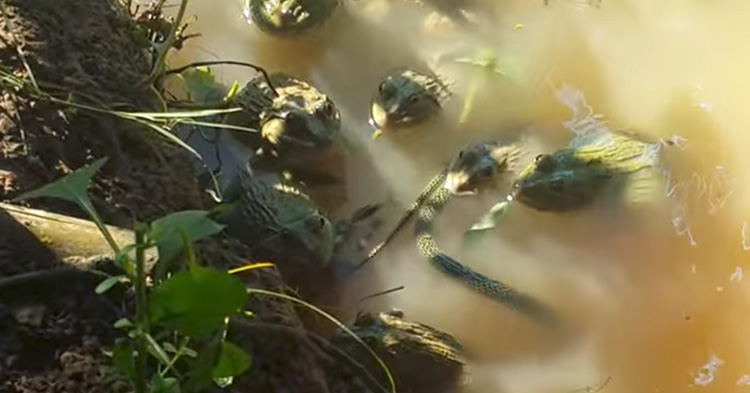 Group of frogs caught feasting on a green snake.