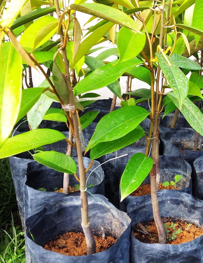 D Agro Nursery Plants DURIAN batang MAS berbuah rendah 