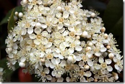 delicate flowers
