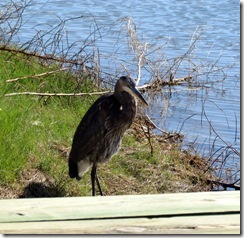 Great Blue Heron
