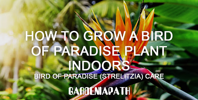 How To Grow A Bird Of Paradise Plant Indoors