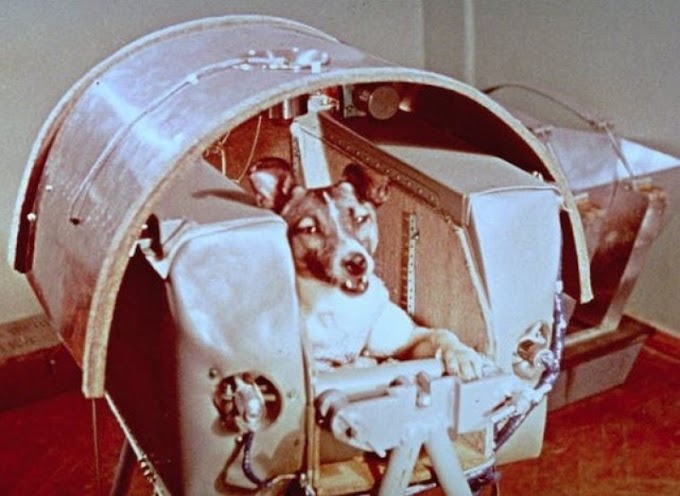 Se cumplen 66 años del primer ser vivo espacial: la perra Laika