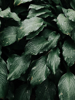 Nature images free download 2021 - Nature pictures hd wallpaper download