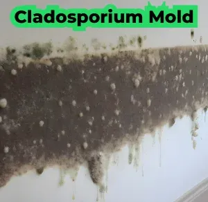 Cladosporium Mold on the Wall