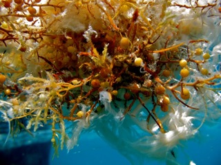 Sargasso  Fish on Sylvia Earle Alliance  Sea   Sargasso Sea  Full Of Vitality By Dr