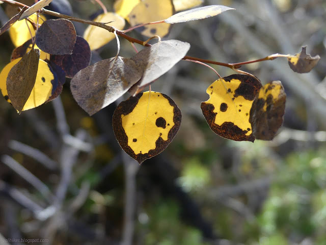 25: black edge to yellow