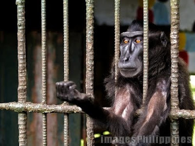 Pictures of Zoo Animals in Cages