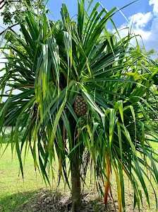 PANDANACEA Cultivar