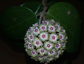 Hoya-sp.-(NKPT-BP)-Very-Big-Leaves-And-Beautiful-Pinkish-Flowers-(Sümbül-Kokulu)