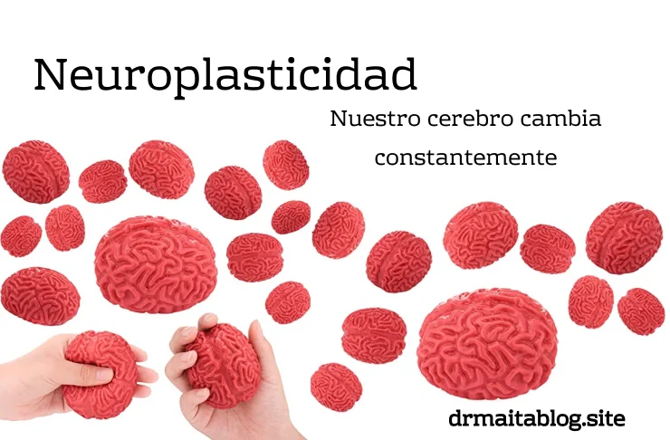 Neuroplasticidad