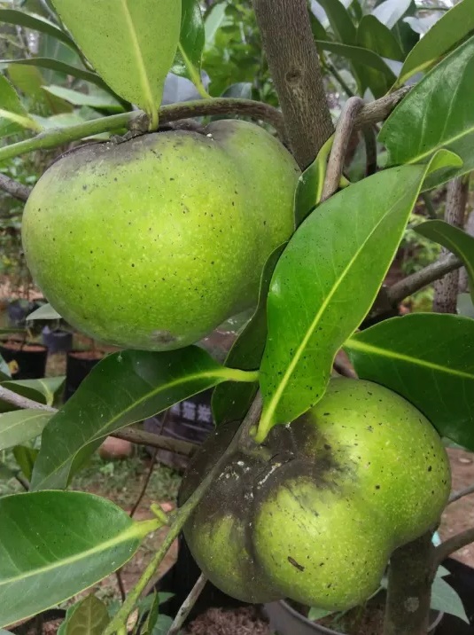 jual bibit buah sapote black giant harga murah meriah Denpasar