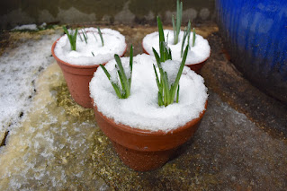Three terracotta planters full of snow with green stems poking through the snow.