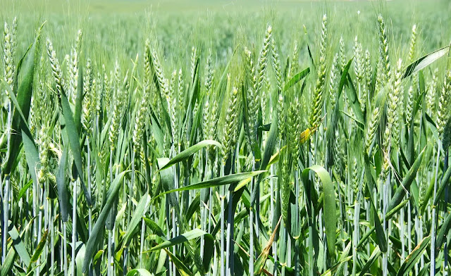How to grow and care for wheat