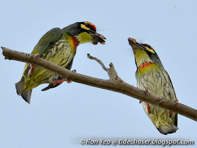 Coppersmith Barbet (Megalaima haemacephala)