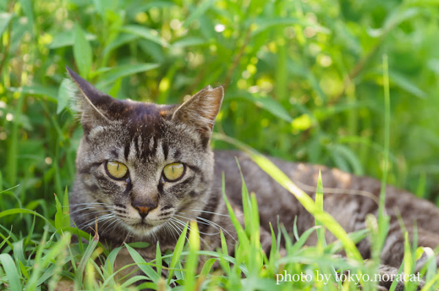 野良猫写真