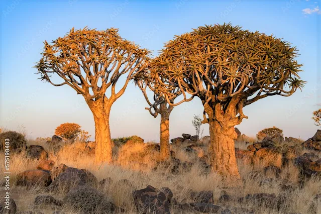 africa-do-sul