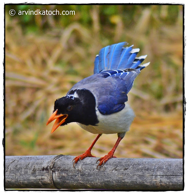 Red-billed Magpie, Close Up