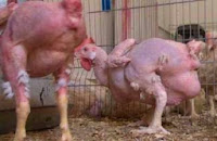 Resultado de imagen de pollos sin plumas granja del doctor frankenstein