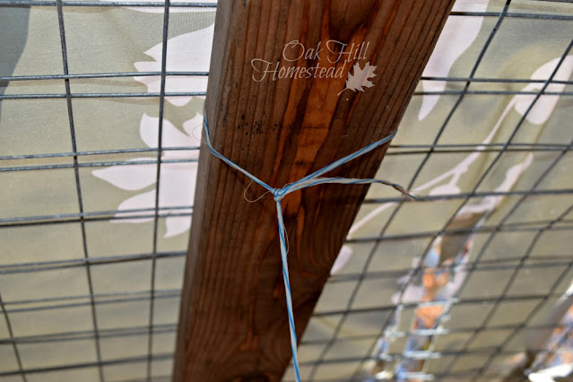 A piece of hay baling twine tied around a board on the top of the chicken run.